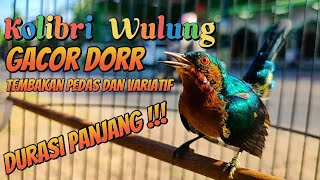 Nyentrik abiss !!! Kolibri Wulung Gacor Dorr || Tembakan Pedas dan Variatif