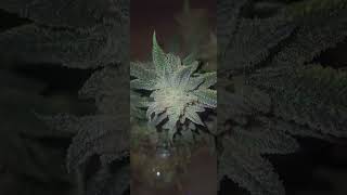 180 grams Harvest Wet Weight Unknown Photoperiod Cultivar #coloradolife #Sticky