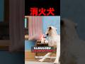 消防士になった犬w #shorts