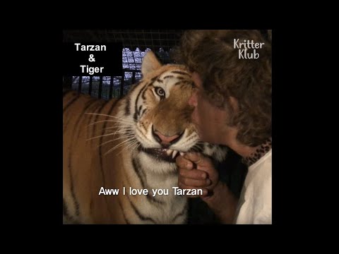 tiger videos for kids