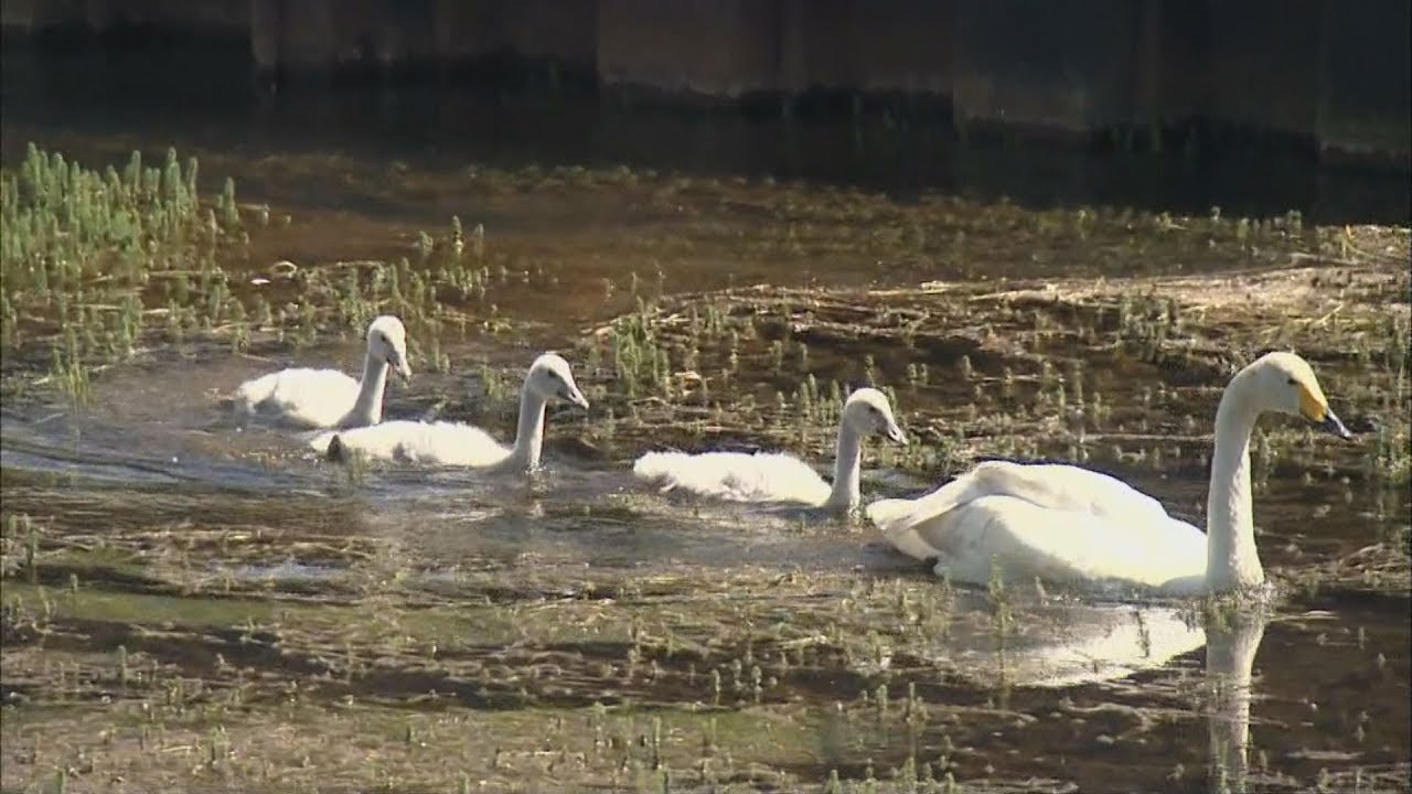 【HTBニュース】この季節にいないはず…白鳥の親子が苫小牧に
