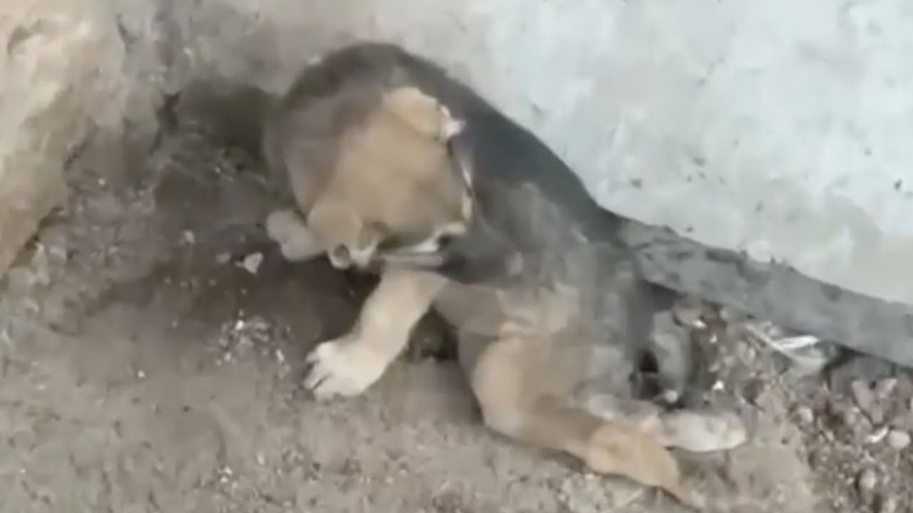 The Dog Broke His Back Legs In An Accident Is Sitting At The Foot Of The Dog Broke His Back Legs In An Accident Is Sitting At The Foot Of