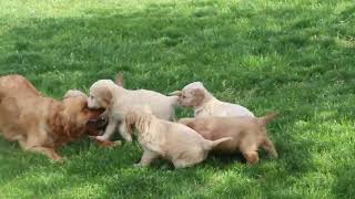 Mini Golden Retriever Puppies For Sale