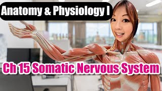 Ch 15 Somatic Nervous System