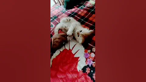 Video 2437571: funny cutekitten, funny cat