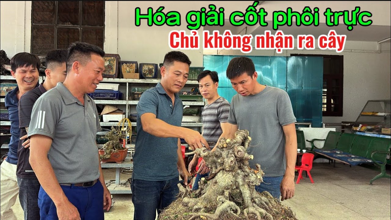 Quảng tùng| Nghệ nhân Nam Lê hóa giải cốt phôi trực , chủ không nhận ra cây