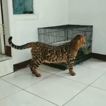 Kucing bengal harga 40jt kami