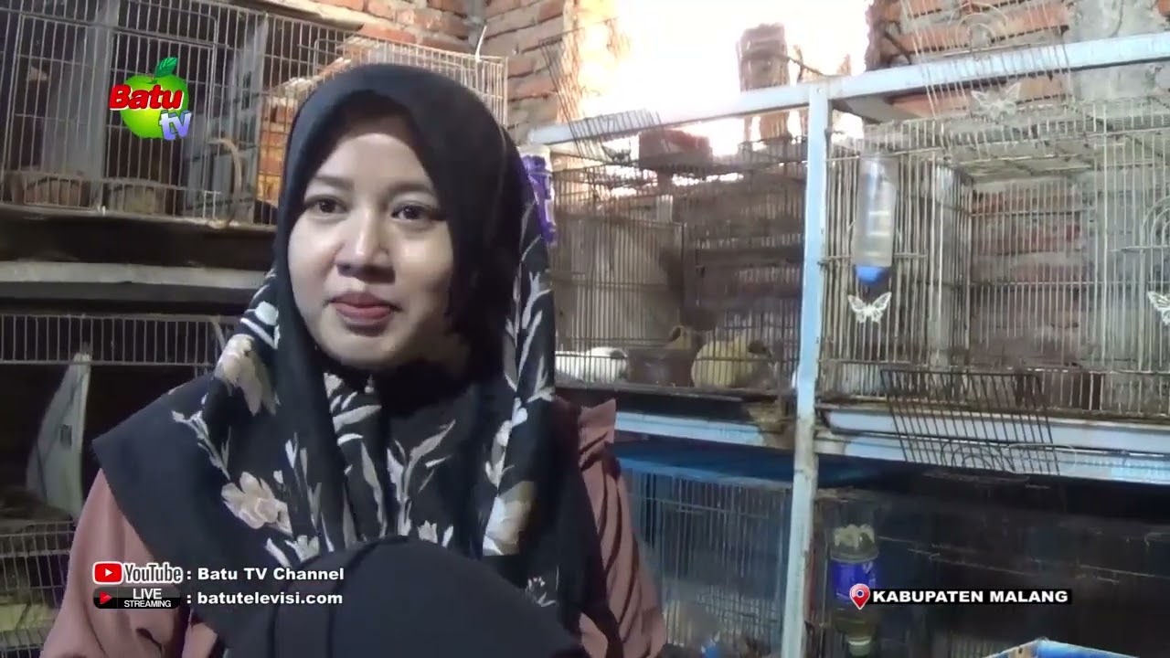 TERNAK MARMUT GUINEA PIG RAUP UNTUNG HINGGA JUTAAN RUPIAH