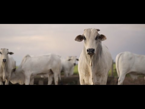 Minerva Foods: Full dedication to the planet