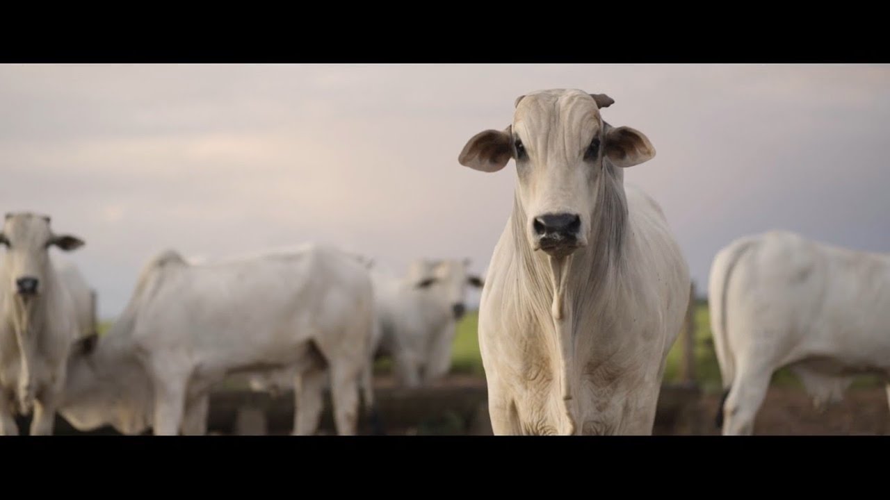 Minerva Foods: Full dedication to the planet
