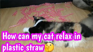 HOW CAN MY CAT RELAX IN PLASTIC STRAW🤔 ? by CL CAT LOVER 1,568 views 1 year ago 7 minutes, 59 seconds