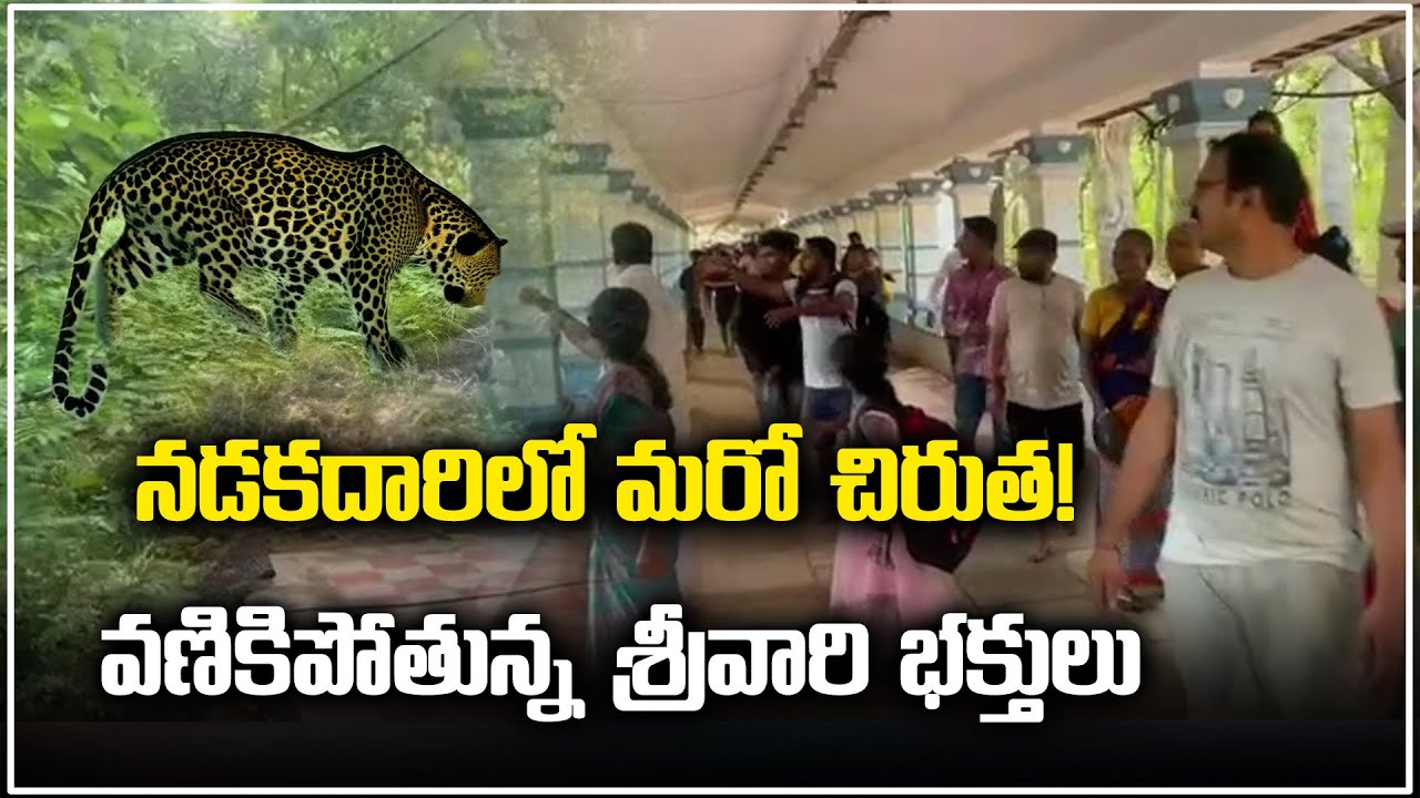 Tirumala leopard Attack: నడకదారిలో మరో చిరుత! వణికిపోతున్న శ్రీవారి భక్తులు ||Samayam Telugu