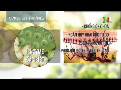 Video Hạt sen - Vị thuốc quý - youtube