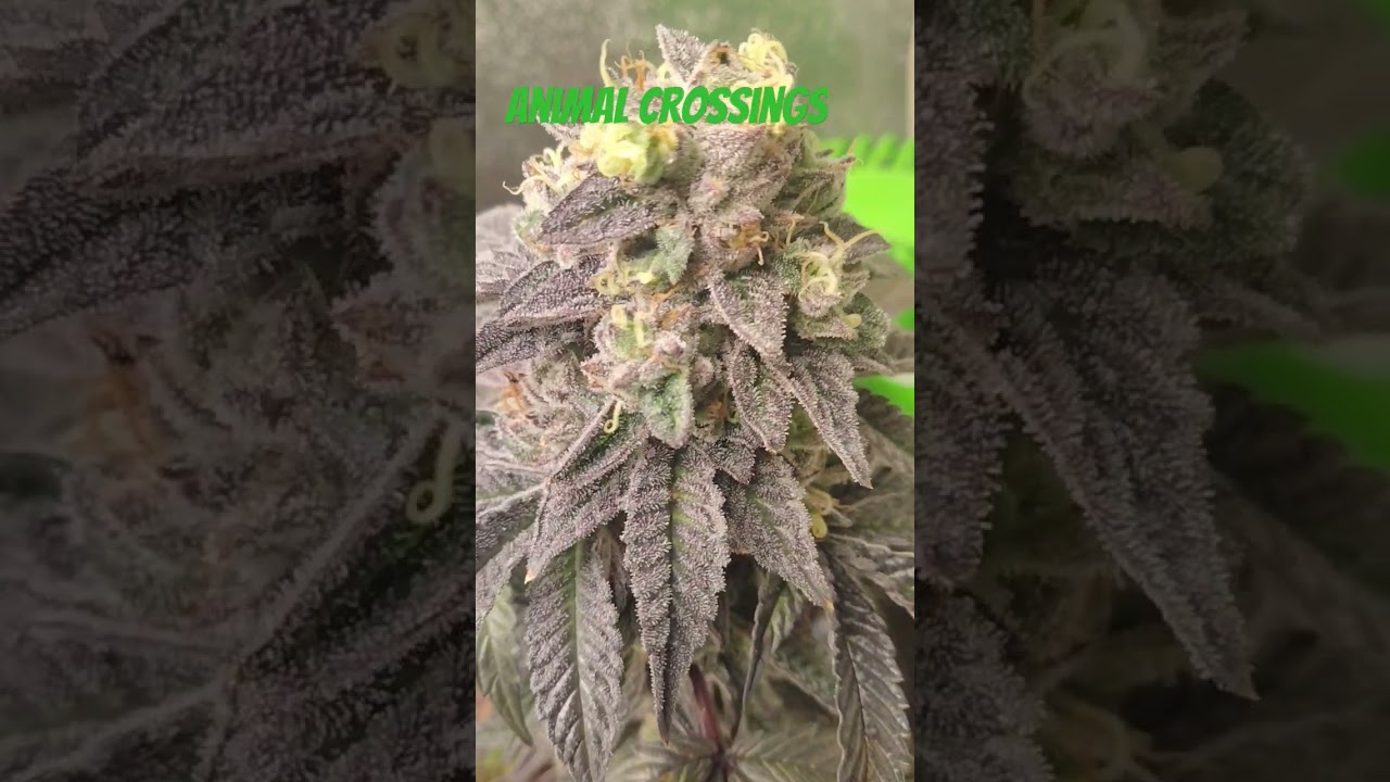 Almost harvest time! 