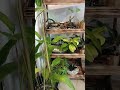 plant shop🛍️🛍️🛍️#eco friendly gift idea. #kiribathgoda Sri Lanka