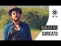 Suricato - Bobagens - (Sol-te) [Áudio Oficial]