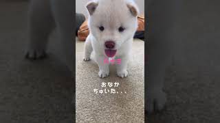 【生後33日目】豆柴卍リベンジャーズ #Shorts