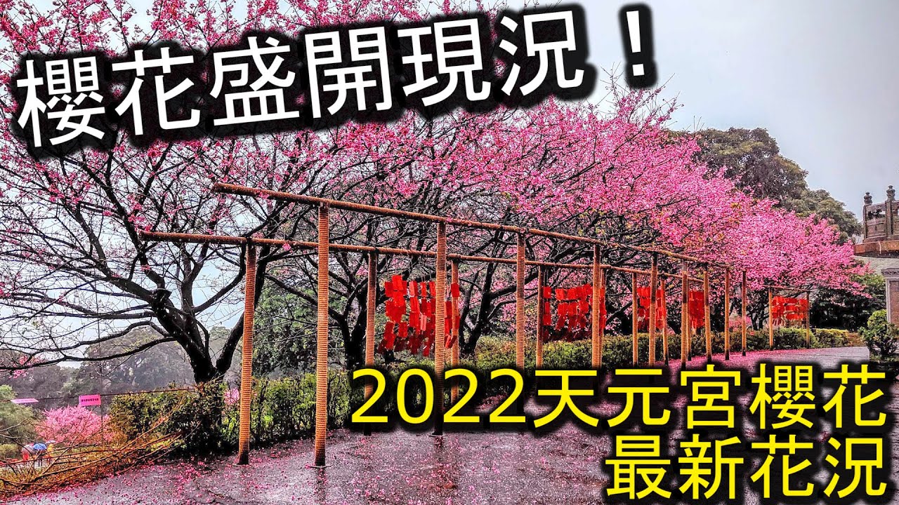 2022淡水天元宮櫻花現況,完整花況介紹! - YouTube