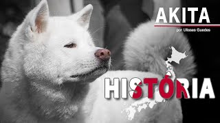 História da raça Akita Fatos interessantes