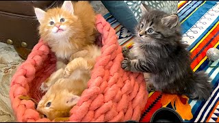 SKOGBERG CATTERY | NORWEGIAN FOREST CATS. Cute Kittens Playing And Climbing.