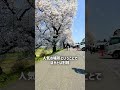 仙台から自転車で見に行く一目千本桜 #一目千本桜 #観光 #花見 #風景
