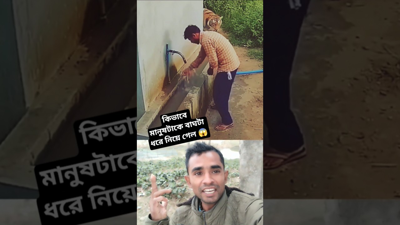 কিভাবে মানুষটাকে বাঘটা ধরে নিয়ে গেল 