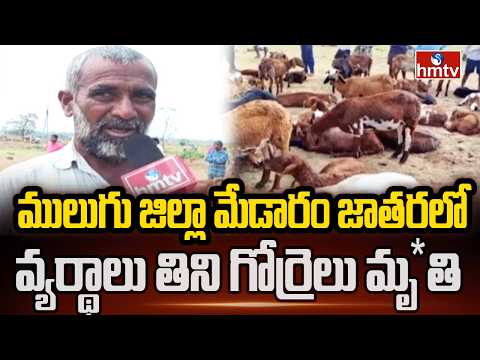 ములుగు జిల్లా మేడారం జాతరలో వ్యర్థాలు తిని గోర్రెలు మృ*తి | Mulugu District | hmtv