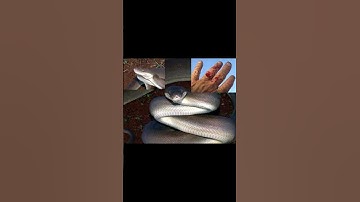 The Olive Python (Liasis olivaceus)#snake