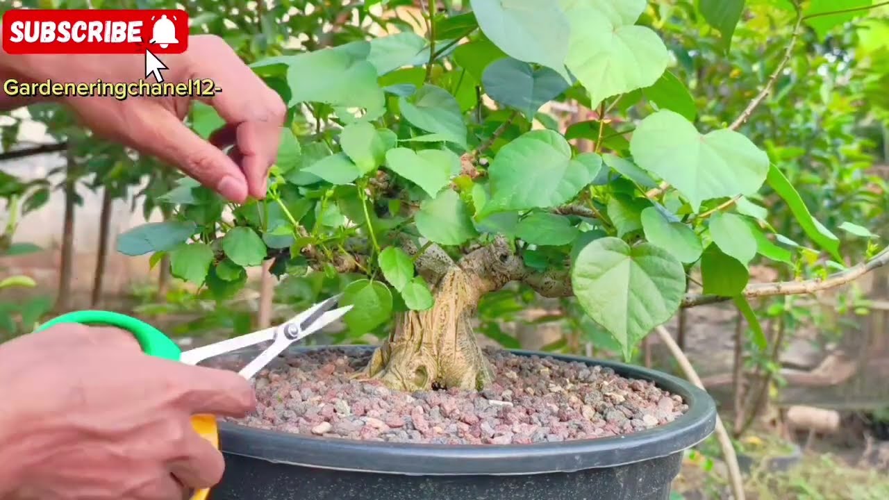PRUNING & WERING BONSAI WARU BRAZIL 