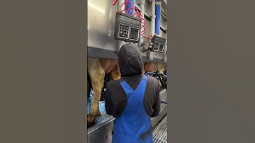 How To Milk 1000 Cows | Modern Milking System | Girls On The Farm  #howitworks