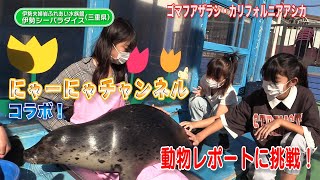 動物との距離近すぎ！アザラシをヒザに乗せてみた！