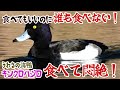 誰も食べない！ウワサの海鴨を…食べて悶絶！
