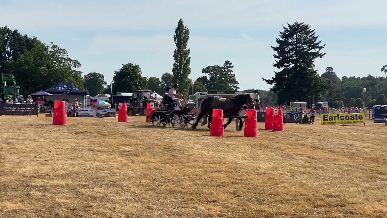 Draft Horse FEI driving competition.