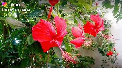 Hoa Lá Dâm Bụt Màu Đỏ - Ý Nghĩa - Tác Dụng