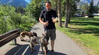 Off Leash training TWO dogs in Banff  Real Dog Training # 7