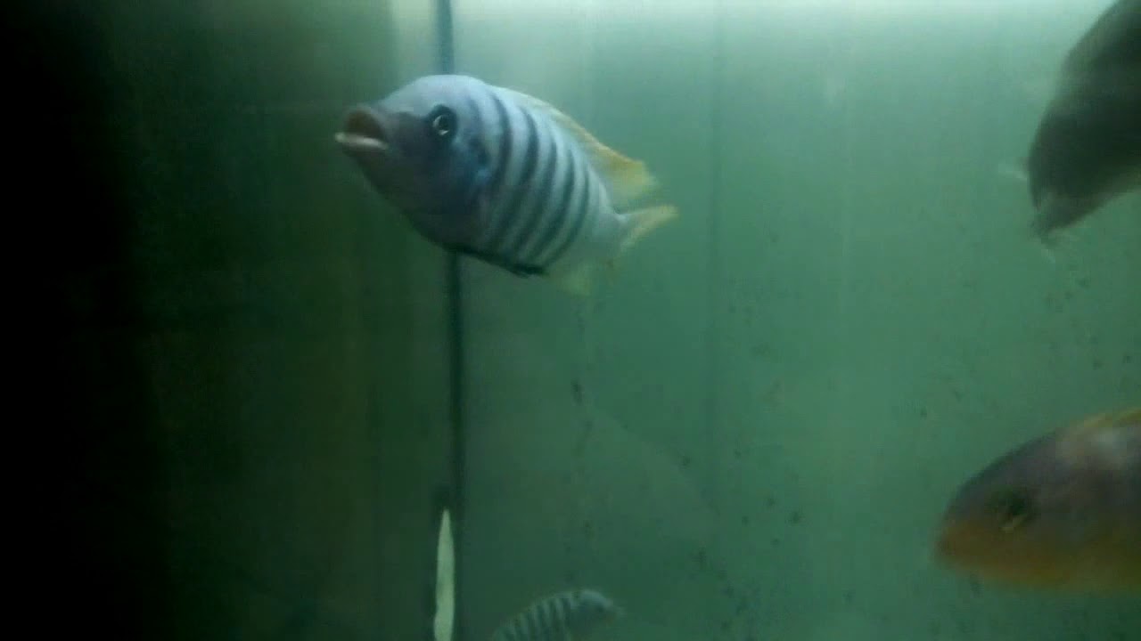 camera iphone 8 plus apk Metriaclima zebra chiwi rocks sauvage (wild caught)- Neotropic