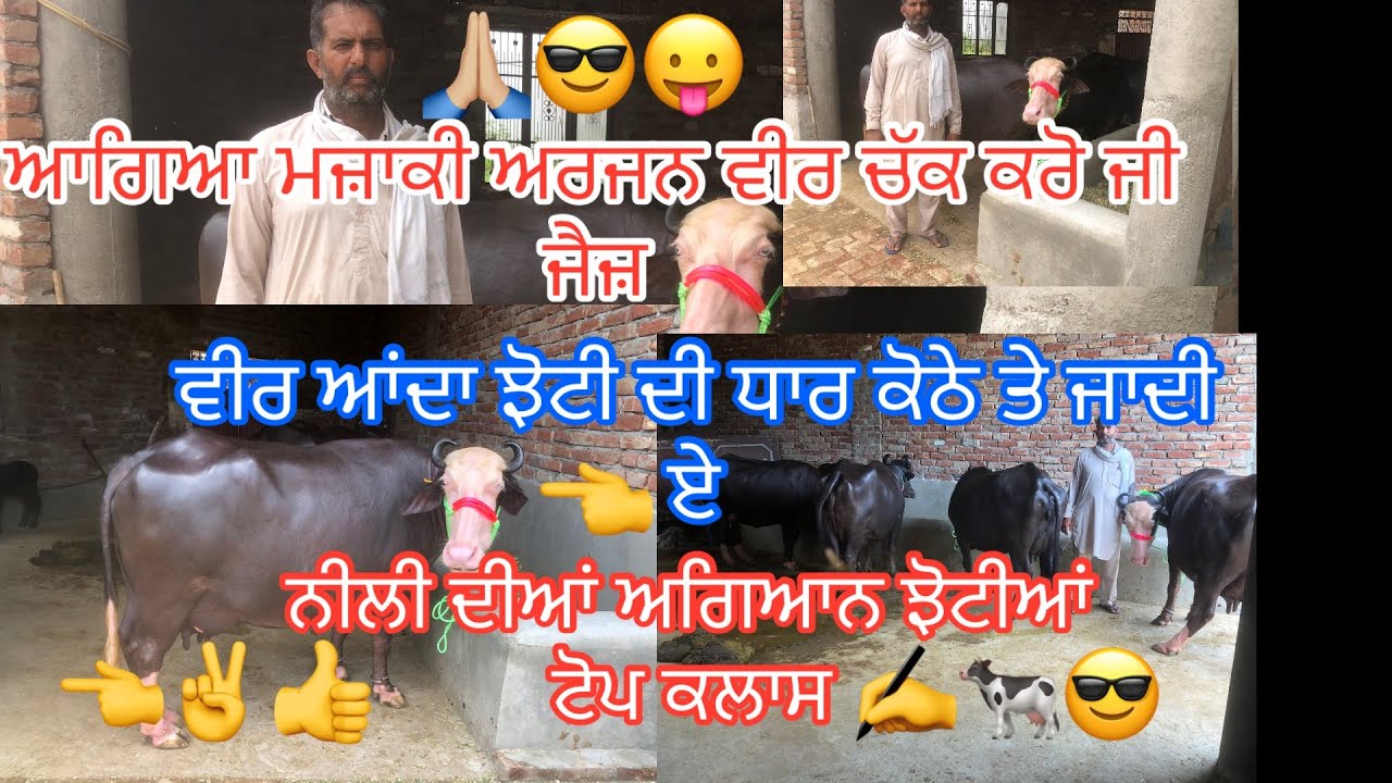 2 July 2025 ph 9855908676  ਅਰਜਨ ਵੀਰ ਕੋਲ ਪੂਰੇ ਧਕ ਪਾਉਣ ਵਾਲਿਆ ਝੋਟਿਆਂ ਚੱਕ ਕਰੋ ਜੀ #wmkji 🙏🏼 #viralvideo