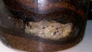 How Phalacrognathus muelleri (Rainbow Stag Beetle) pupa moving ??!!