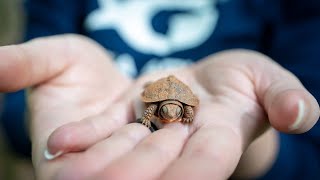 Georgia Aquarium Partners with Southern Conservation Trust on Box Turtle Nesting Research