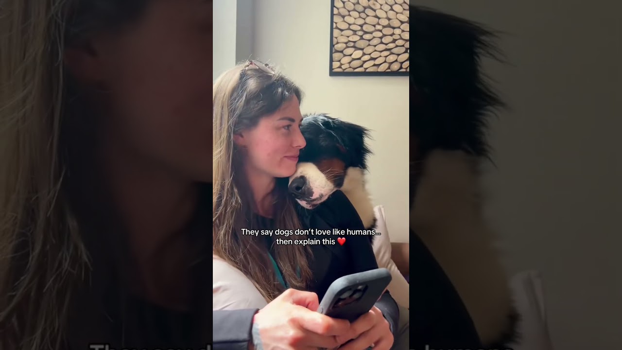 The Healing Power of Paws 