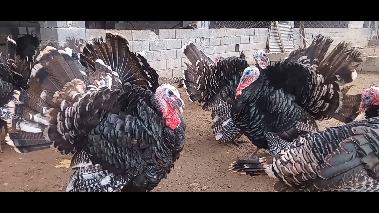 Turkey in the village