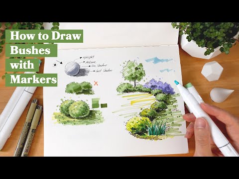 Video: How To Draw A Bush