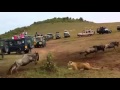 Migration update from the Mara Triangle by Mara Serena Safari Lodge team