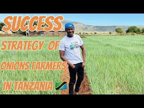 The Secret Strategy To Best Onions Production In Mang Ola Tanzania 
