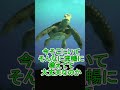 そこにいて大丈夫なのか？【タートルトーク】東京ディズニーシー