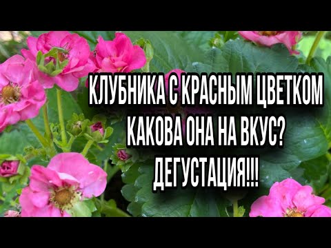 Новый сорт клубники.