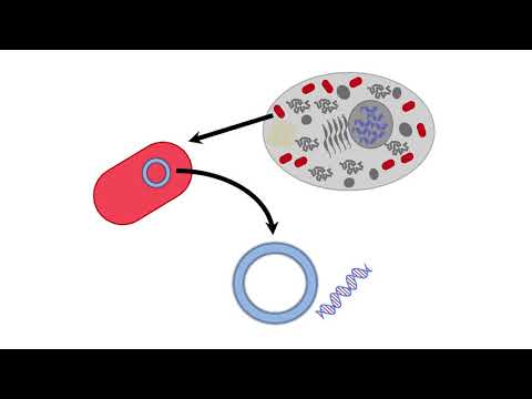 Video: Kvantificering Af Gangart Hos Mitokondrielle M.3243A> G-patienter: En Valideringsundersøgelse
