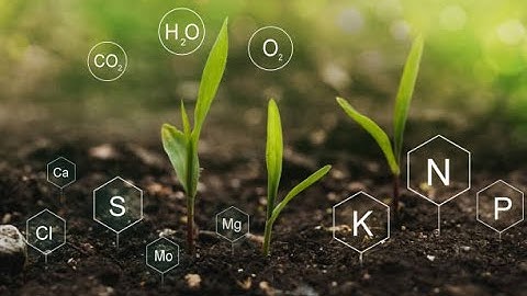 Study on Assessment of Silicon and Nitrogen Fertilization on Plant and Soil Nutrition and Rice Yield