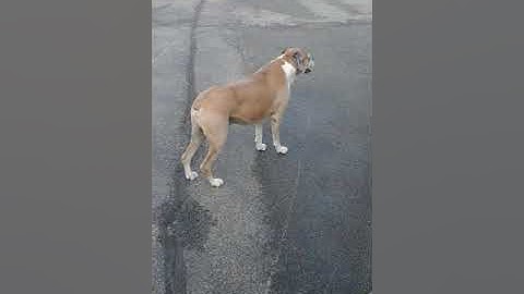 1987 Firebird Formula