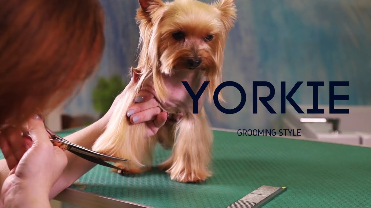 Como Cortar Pelo Perro Yorkshire Terrier Mascoteando Ec Youtube